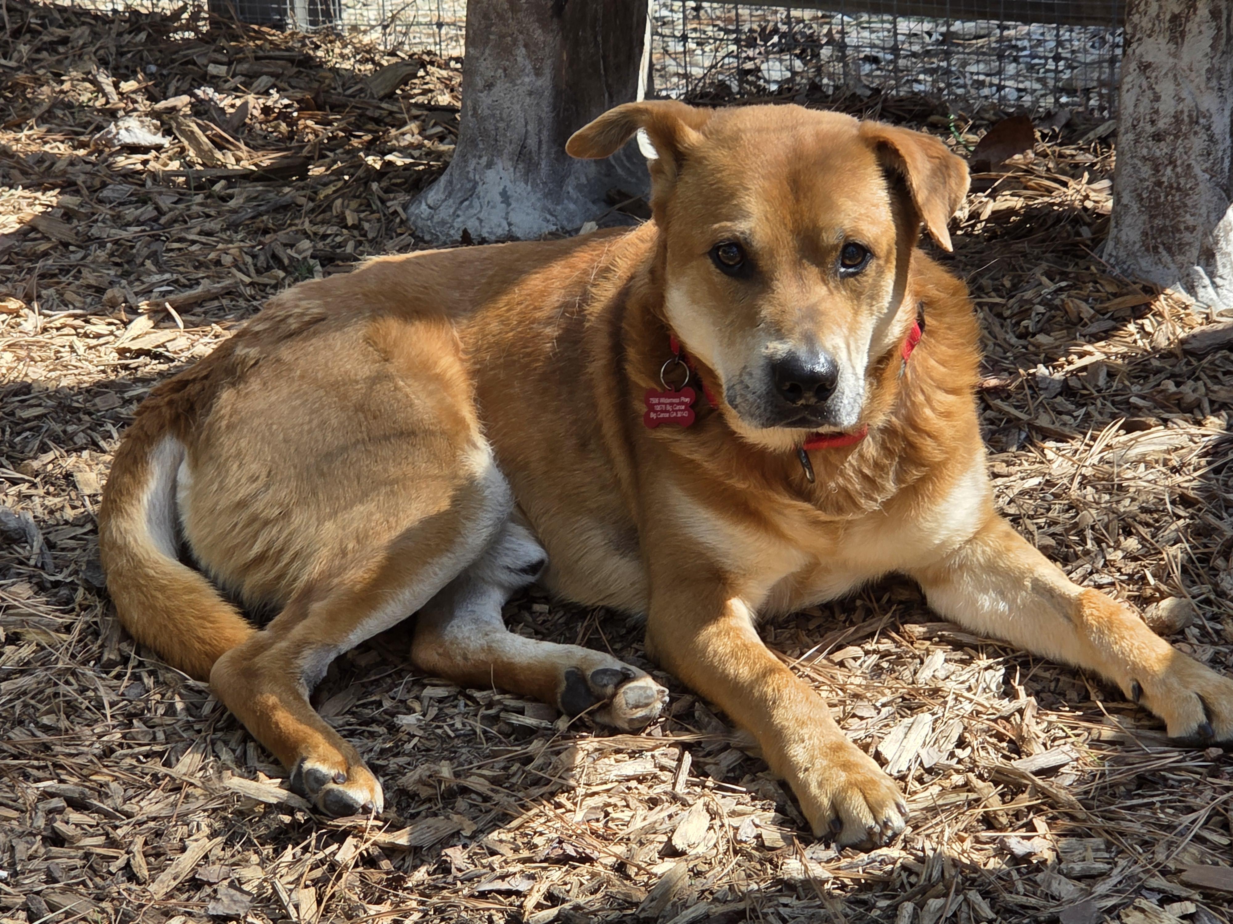 Enlarge Dakota, a ADOPTABLE Mixed Breed in Jasper, GA image 1/4