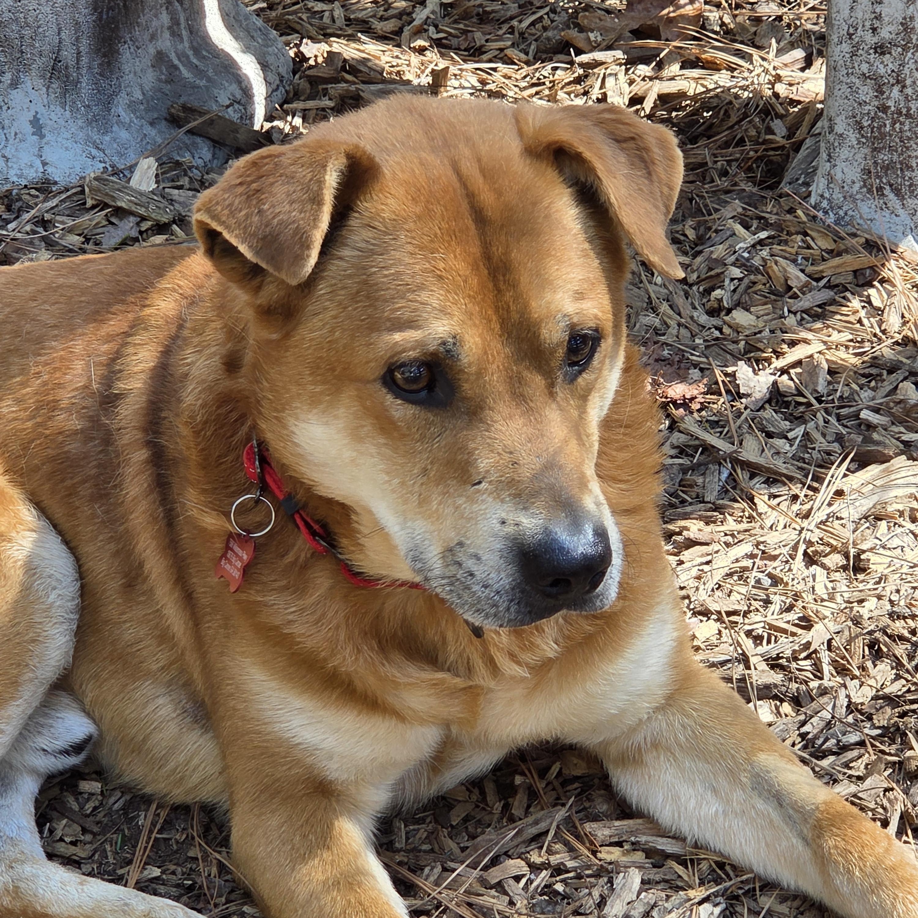 Enlarge Dakota, a ADOPTABLE Mixed Breed in Jasper, GA image 3/4