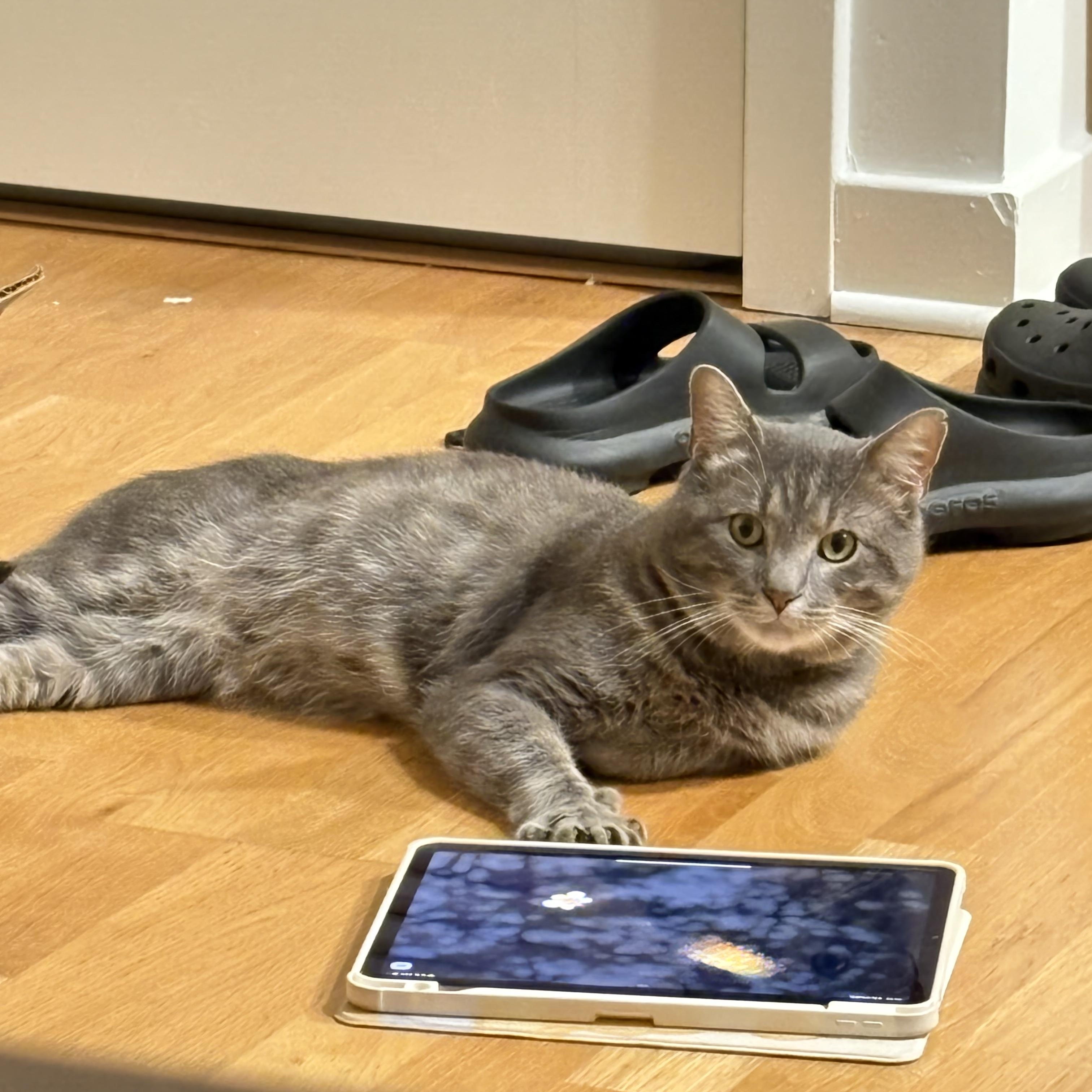 Leo, a Adoptable Domestic Short Hair in Florham Park, NJ image 2/5