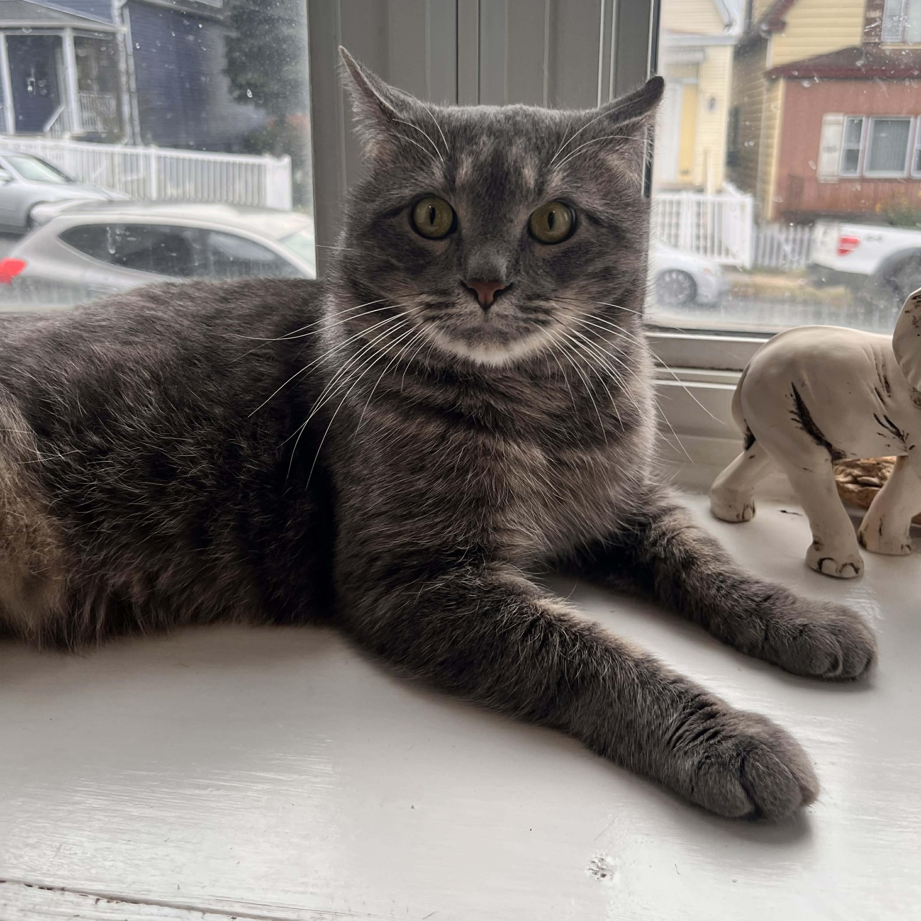 Leo, Adoptable, Adult Male Domestic Short Hair.