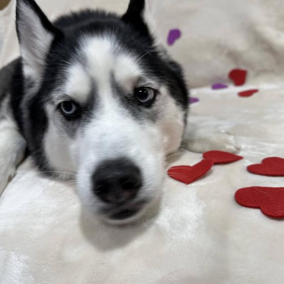 Enlarge Blizzard, a ADOPTABLE Husky in Jxn, MS image 3/4