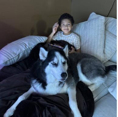 Blizzard, ADOPTABLE, Senior Male Husky.