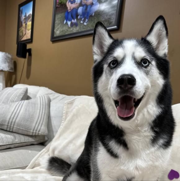 Enlarge Blizzard, a ADOPTABLE Husky in Jxn, MS image 2/4