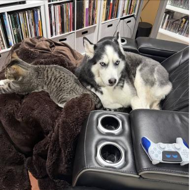 Enlarge Blizzard, a ADOPTABLE Husky in Jxn, MS image 4/4