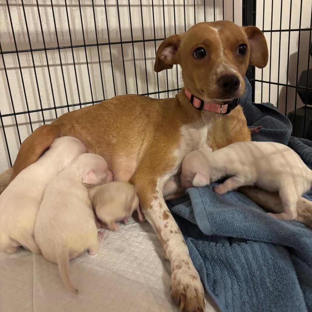 Enlarge Peach, a Adoptable Jack Russell Terrier in Tucson, AZ image 1/1