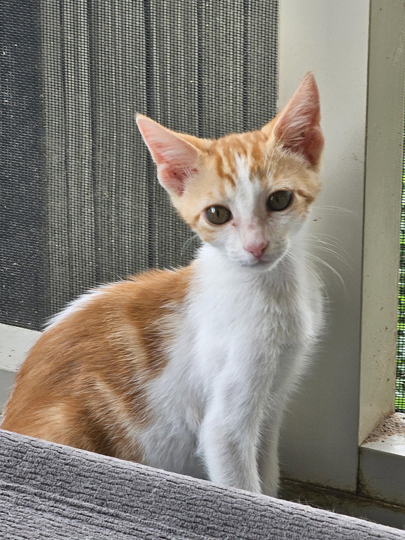 Enlarge MIDAS/Mighty, a Adoptable mixed breed in San Antonio, TX image 1/3
