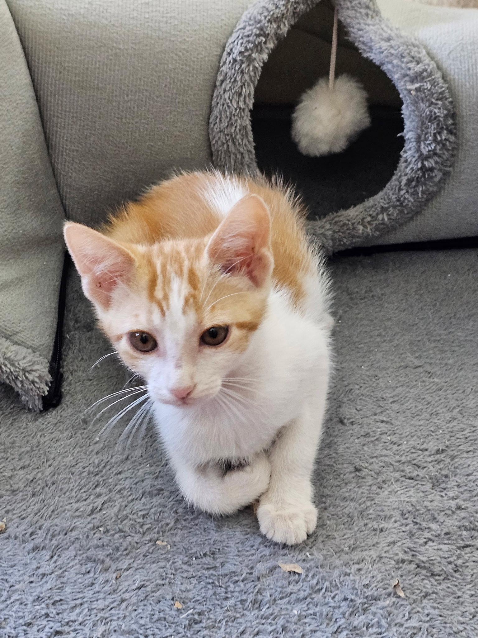 Enlarge MIDAS/Mighty, a Adoptable mixed breed in San Antonio, TX image 2/3