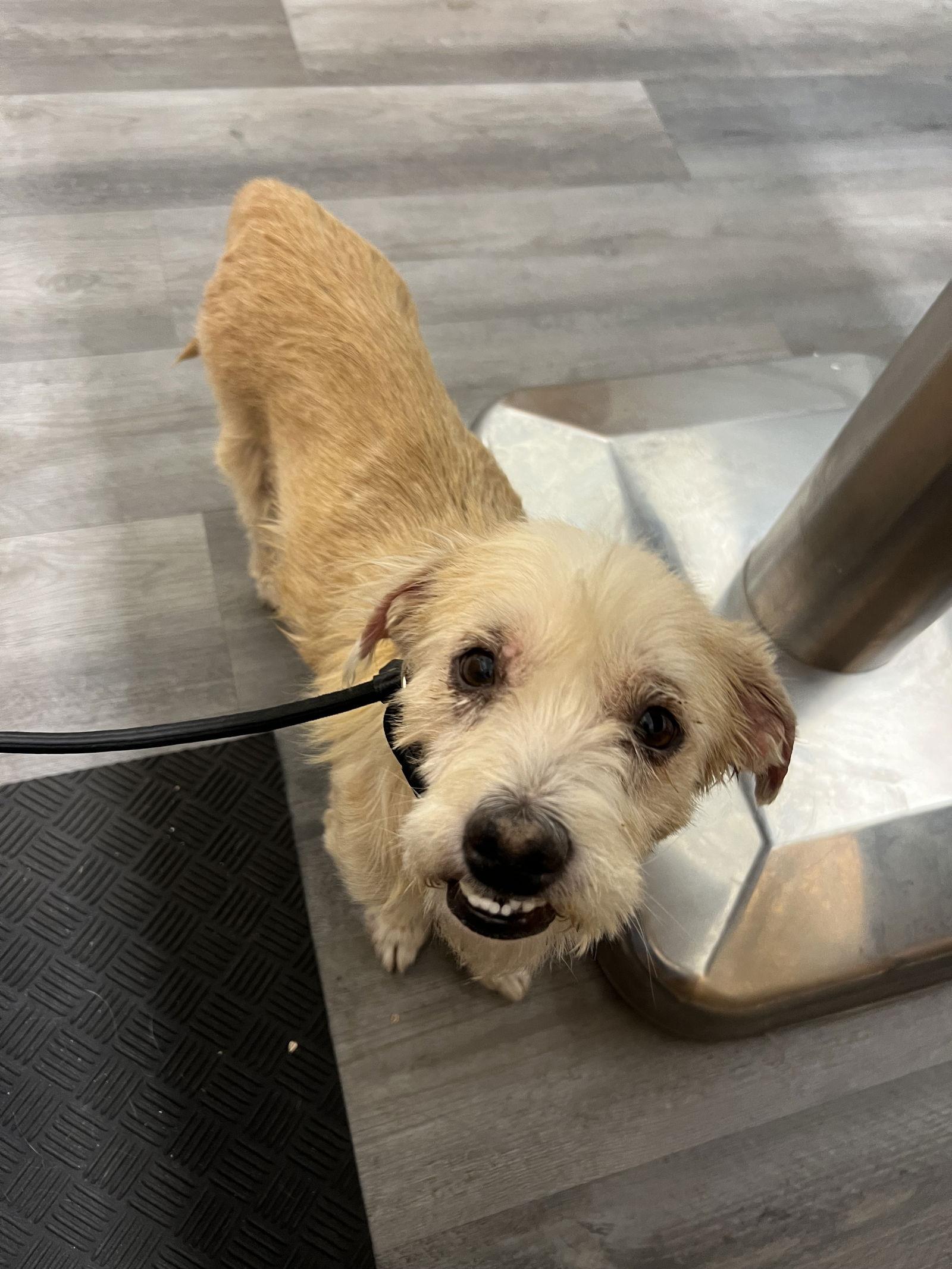 Enlarge Tilly, a Adopted Terrier in San Bernardino, CA image 1/3