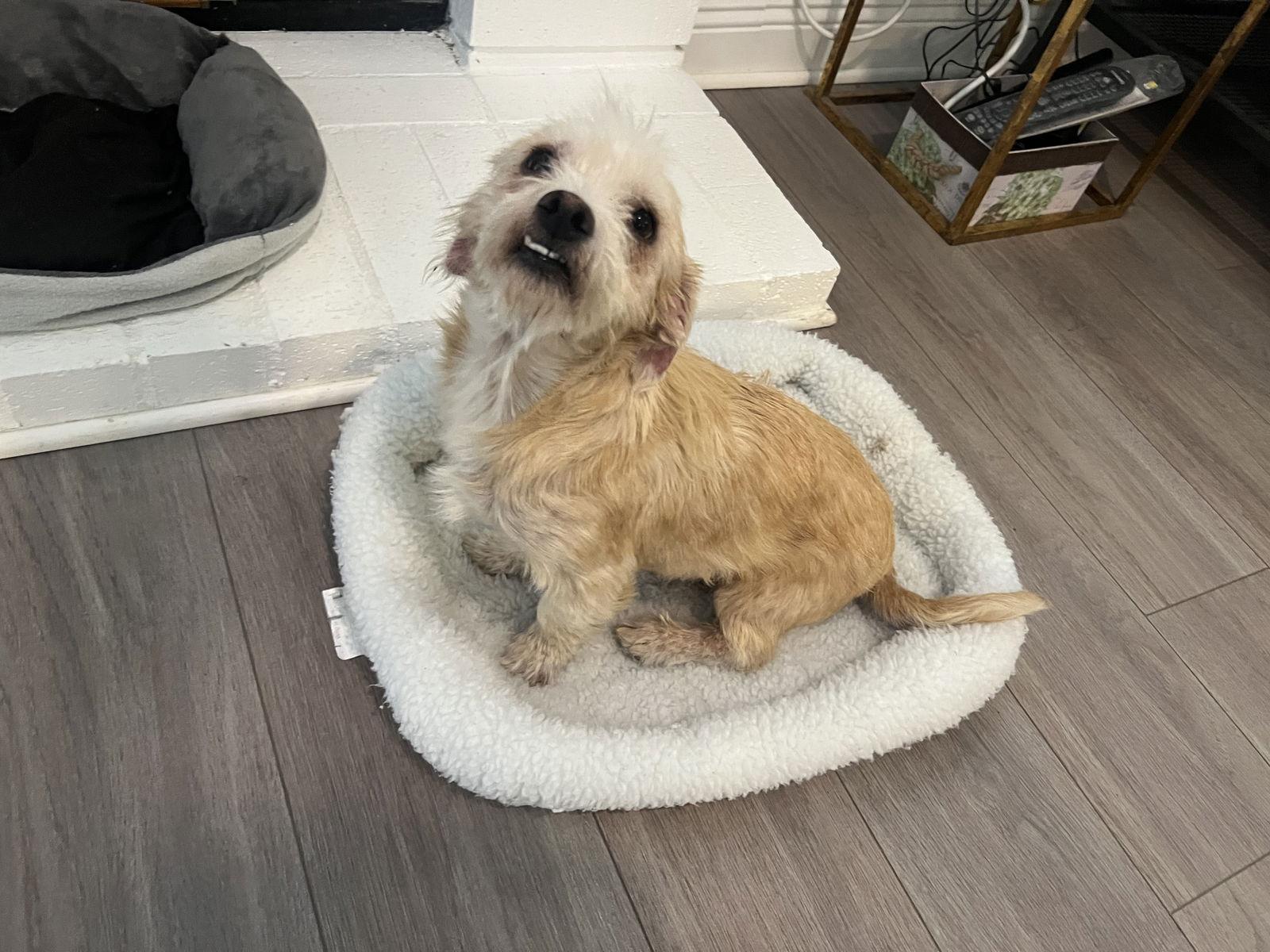 Enlarge Tilly, a Adopted Terrier in San Bernardino, CA image 3/3