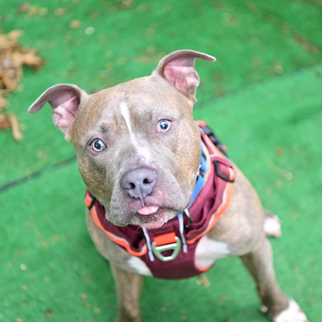 Leroy, Adoptable, Adult Male American Staffordshire Terrier.