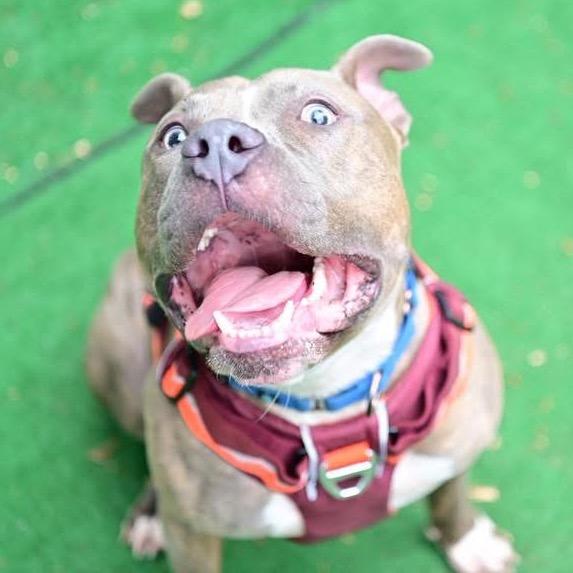 Leroy, Adoptable, Adult Male American Staffordshire Terrier.