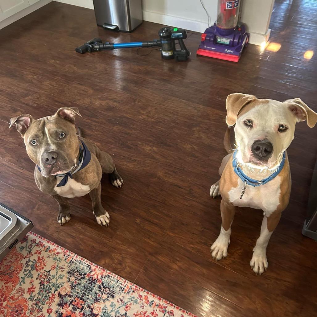 Enlarge Leroy, a Adoptable American Staffordshire Terrier in O'Fallon, MO image 2/6