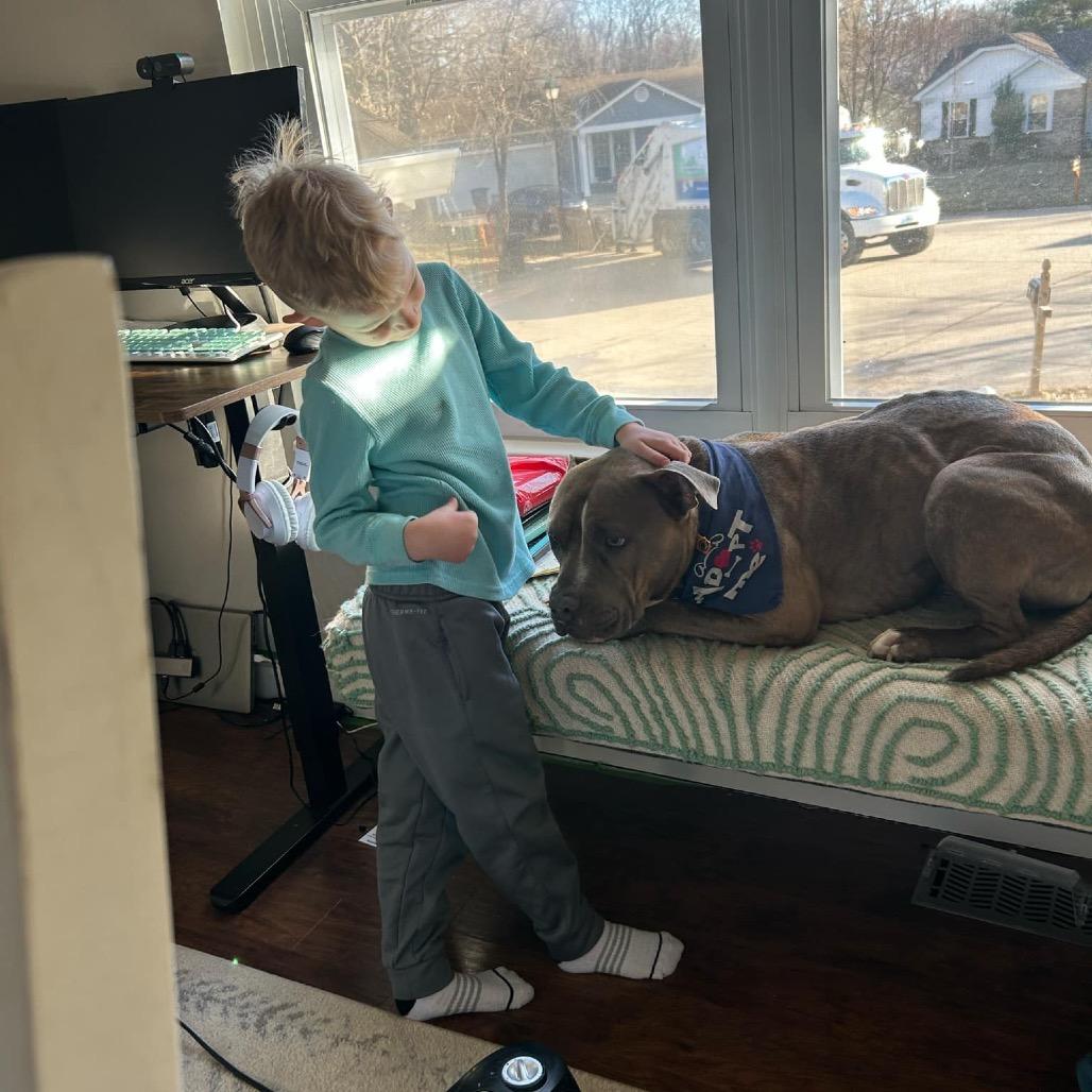 Enlarge Leroy, a Adoptable American Staffordshire Terrier in O'Fallon, MO image 5/6