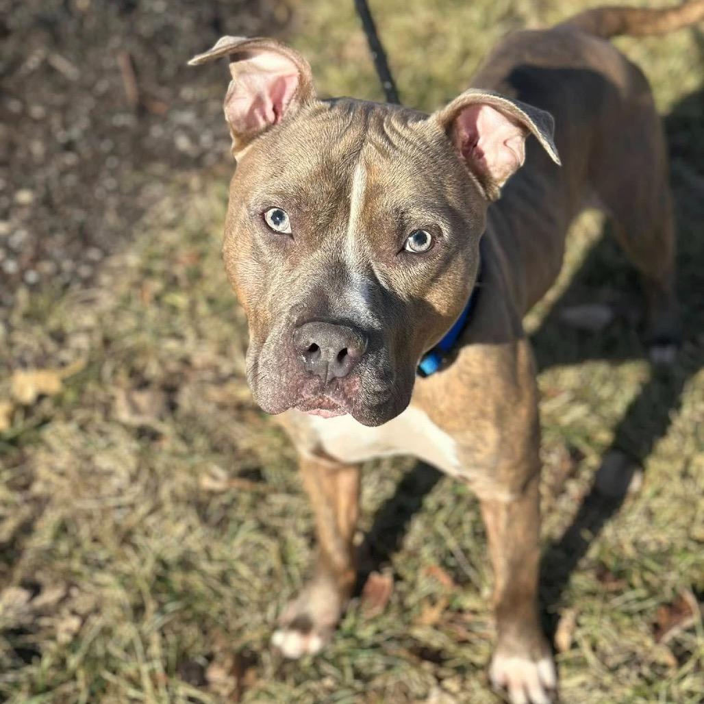 Enlarge Leroy, a Adoptable American Staffordshire Terrier in O'Fallon, MO image 6/6