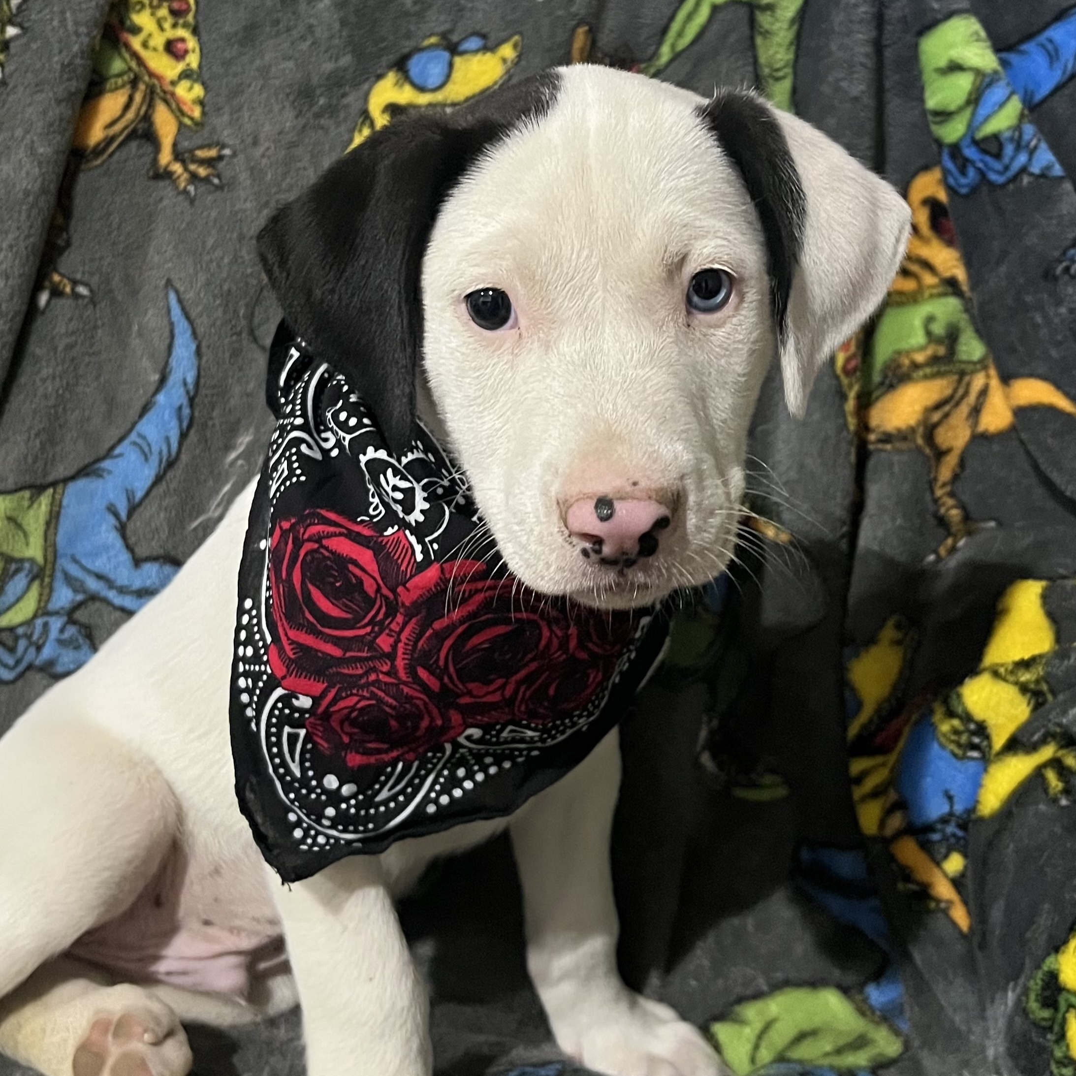 Dog for adoption Tony, a Terrier Mix in Nantucket, MA Petfinder