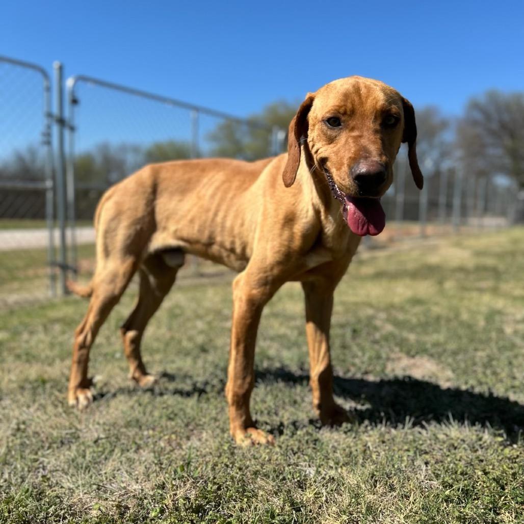 Enlarge Walton, a Adoptable Mixed Breed in Pauls Valley, OK image 1/5