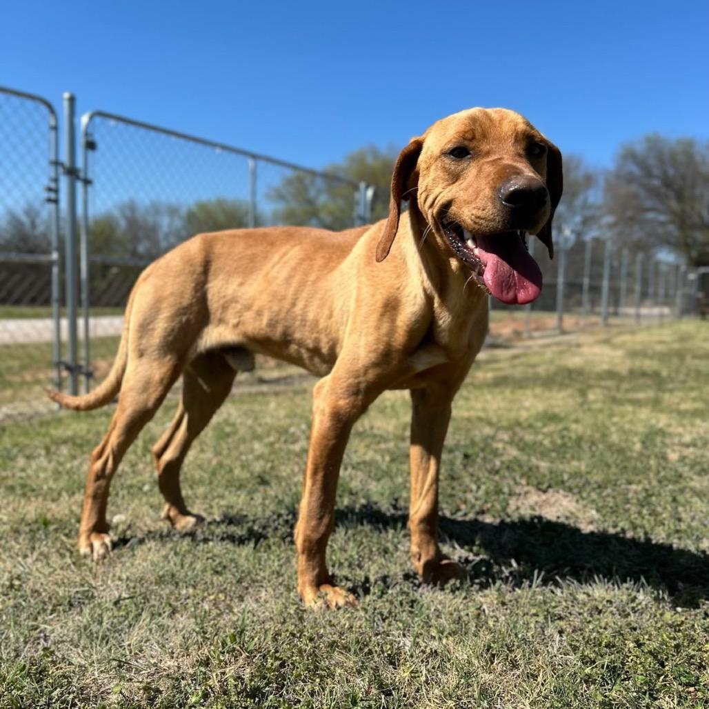 Enlarge Walton, a Adoptable Mixed Breed in Pauls Valley, OK image 2/5