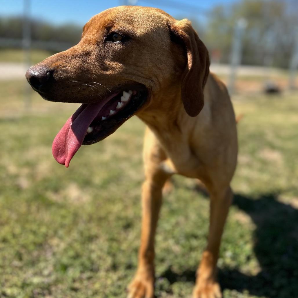 Enlarge Walton, a Adoptable Mixed Breed in Pauls Valley, OK image 3/5