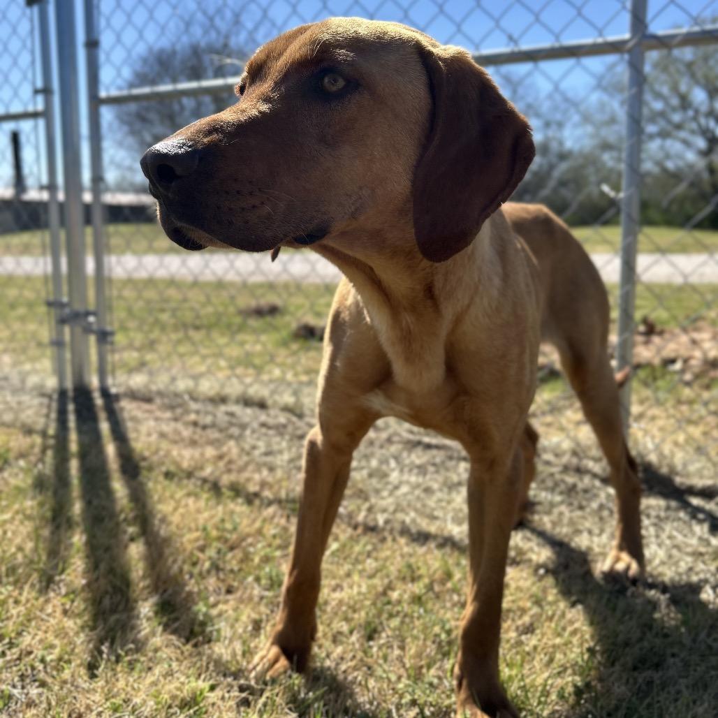 Enlarge Walton, a Adoptable Mixed Breed in Pauls Valley, OK image 4/5