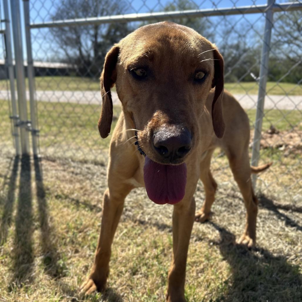 Enlarge Walton, a Adoptable Mixed Breed in Pauls Valley, OK image 5/5