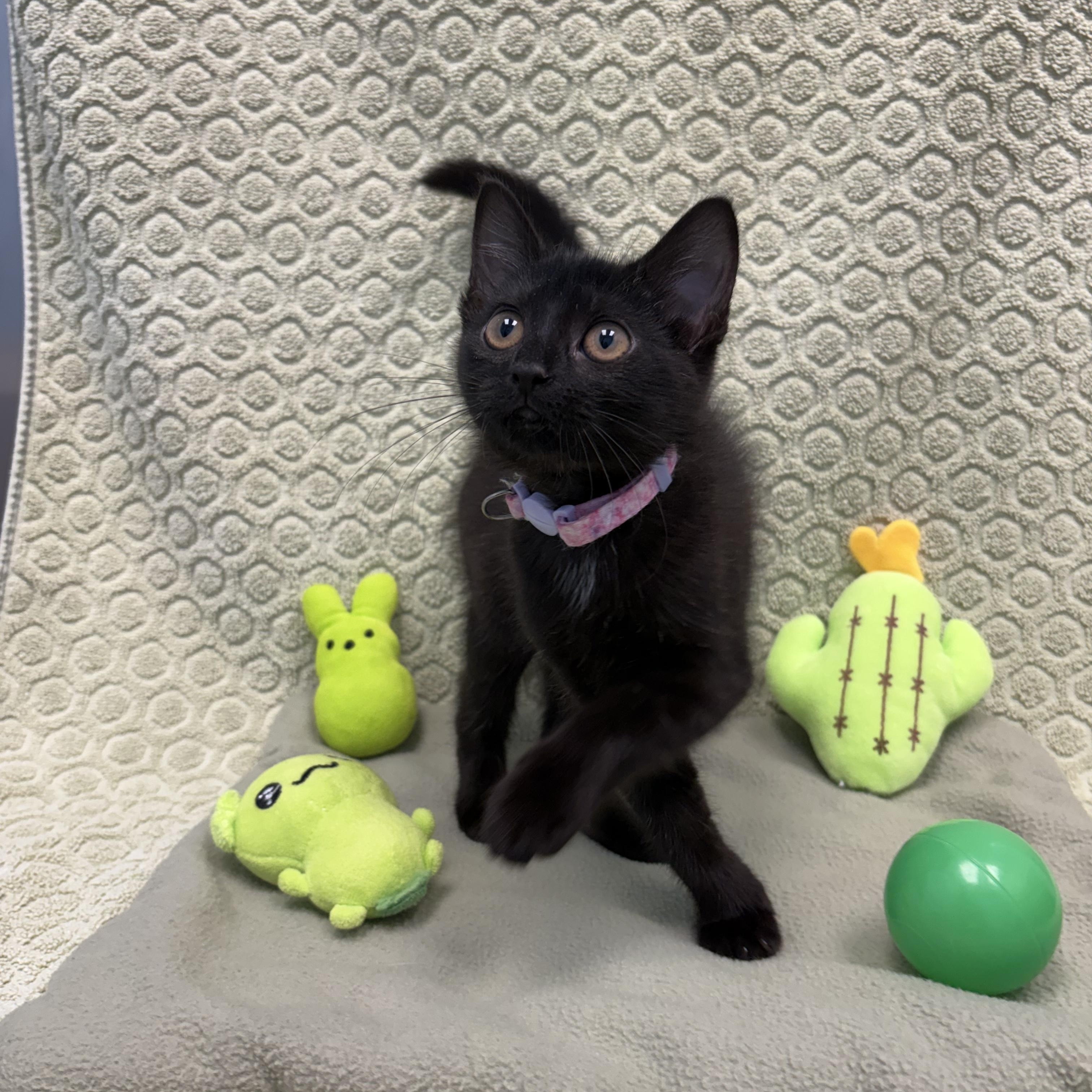 Gwen, a ADOPTABLE Domestic Short Hair in Bear, DE image 2/5