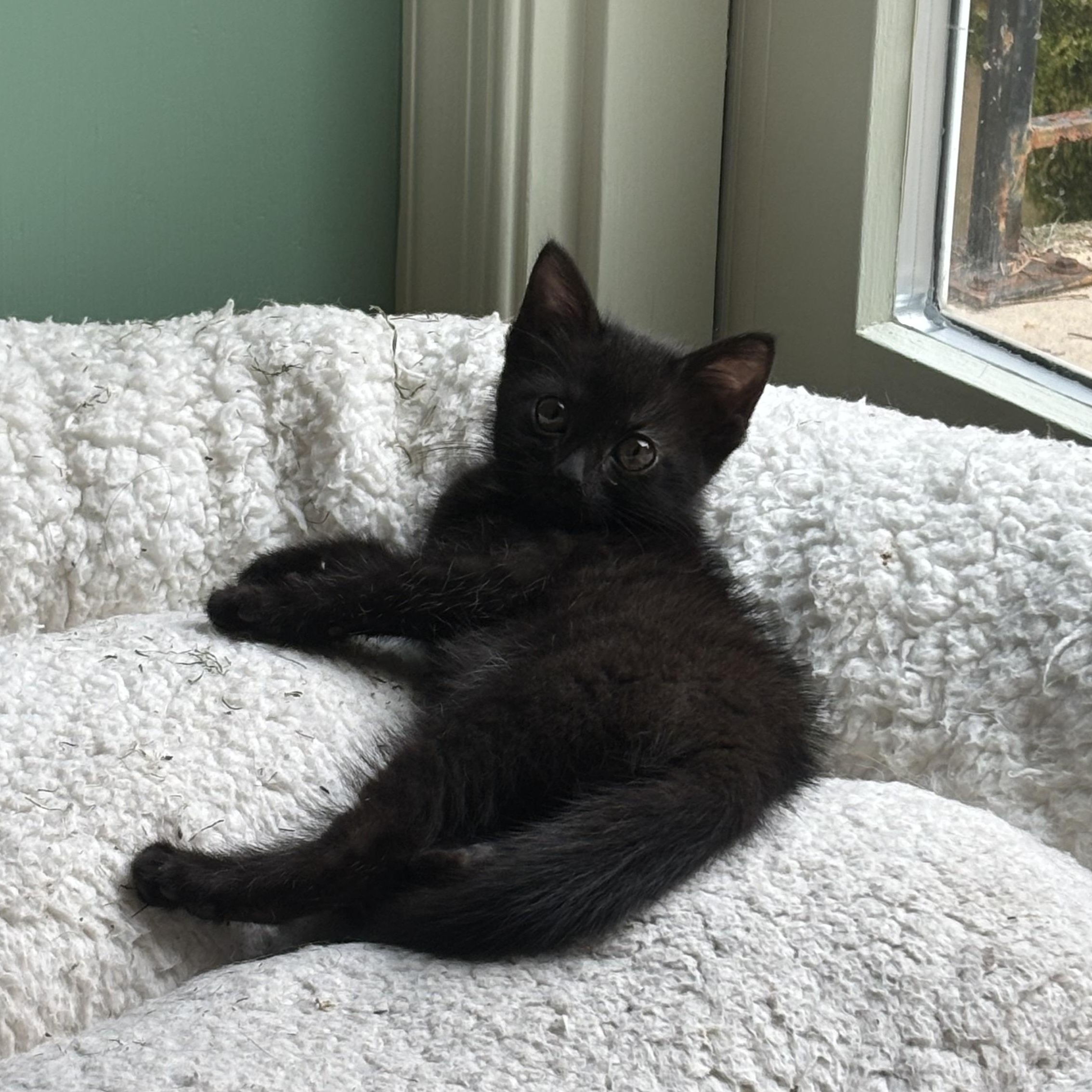 Gwen, a ADOPTABLE Domestic Short Hair in Bear, DE image 3/5