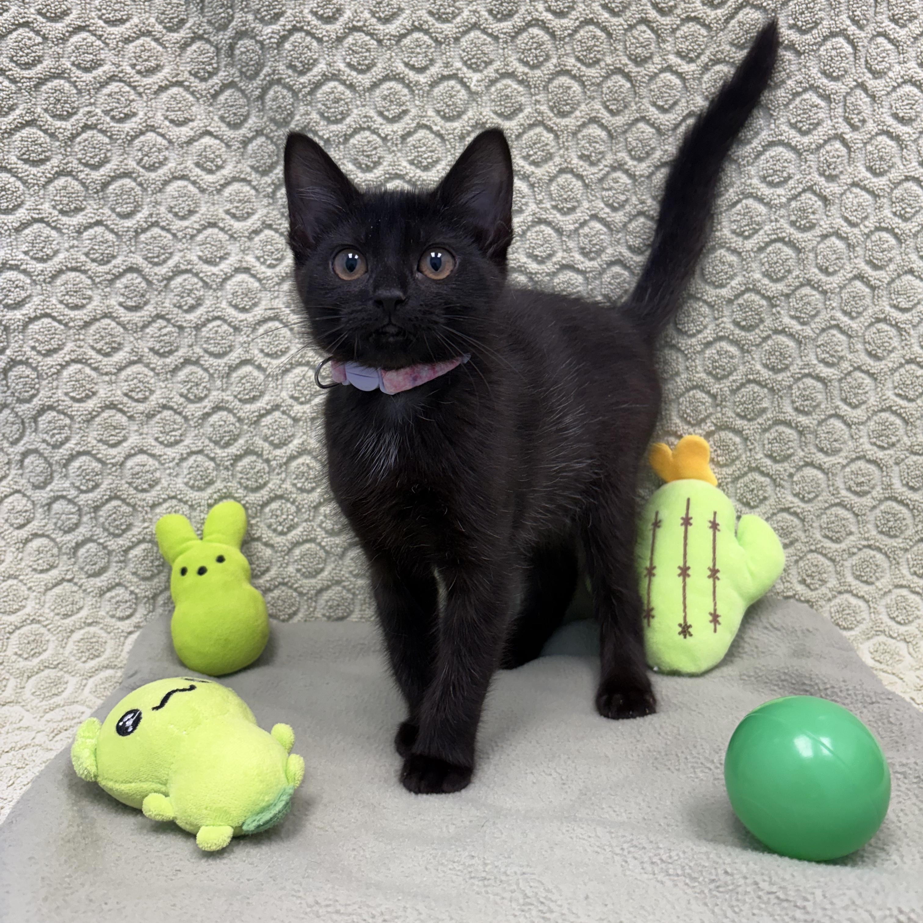 Gwen, a ADOPTABLE Domestic Short Hair in Bear, DE image 1/5
