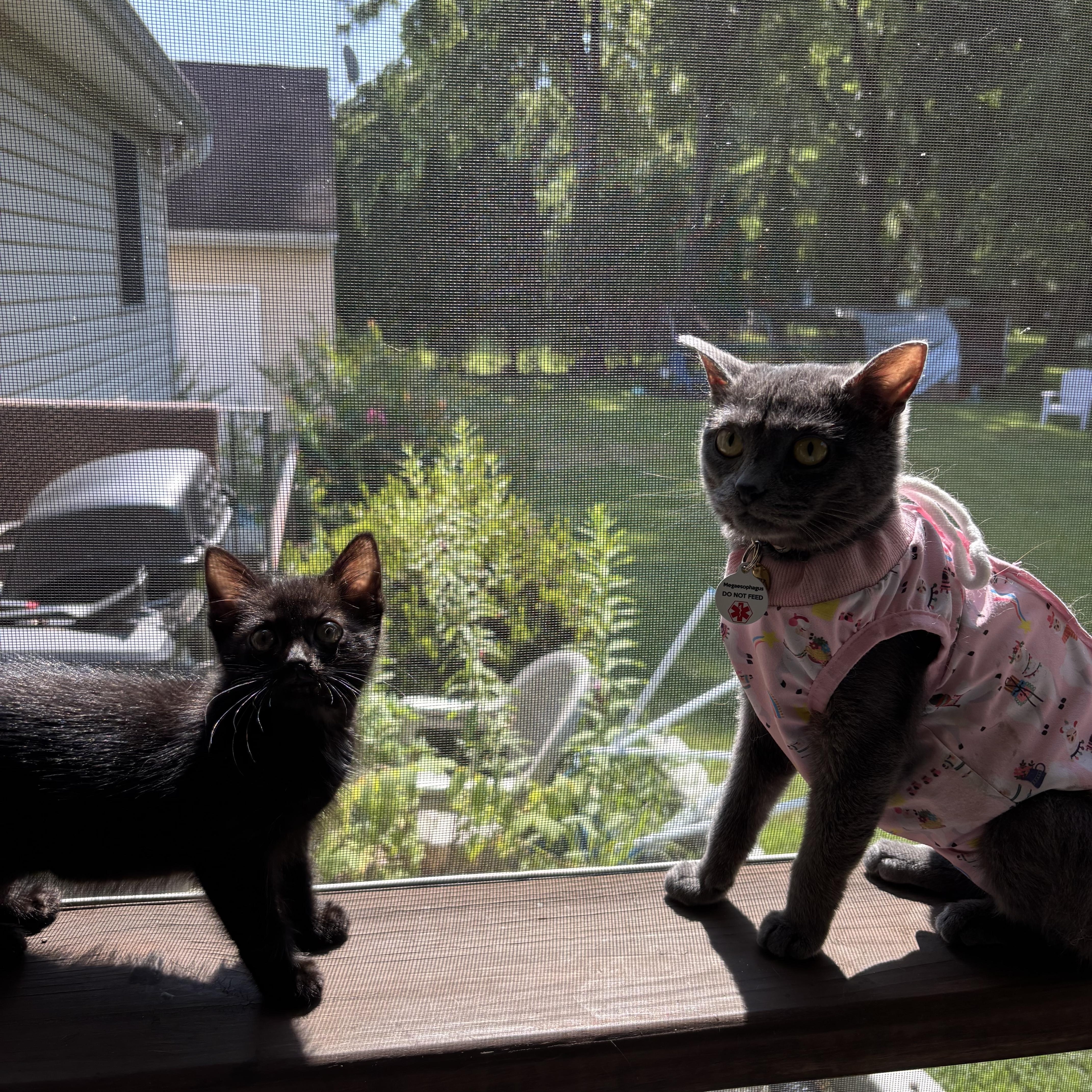 Gwen, a ADOPTABLE Domestic Short Hair in Bear, DE image 5/5