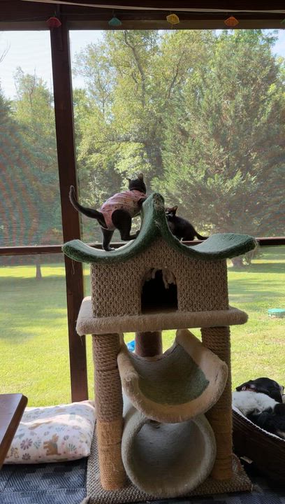 Enlarge Gwen, a ADOPTABLE Domestic Short Hair in Bear, DE video 4/5