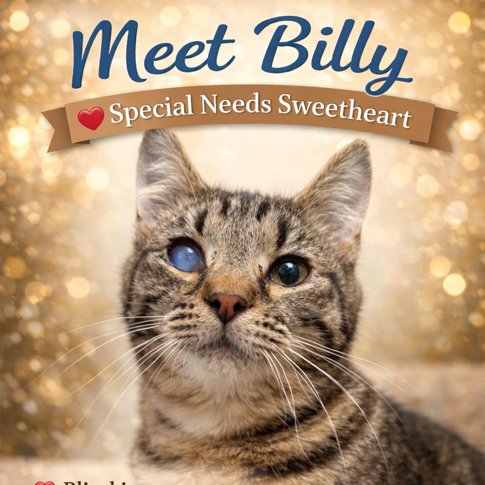 Enlarge Billy, a Adoptable Domestic Short Hair in Lancaster, OH image 2/2