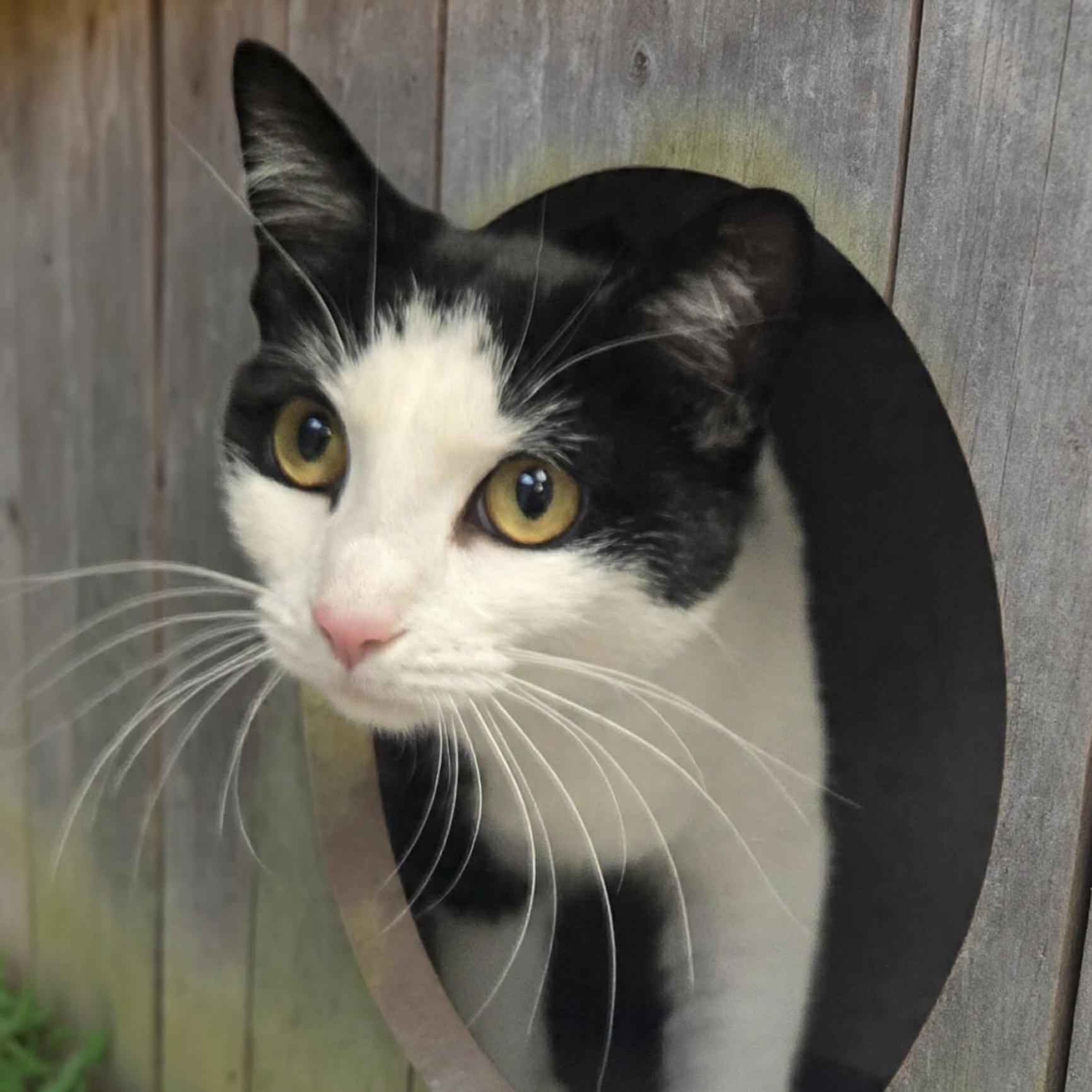 Enlarge Inkwell , a ADOPTABLE Domestic Short Hair in Xenia , OH image 3/6