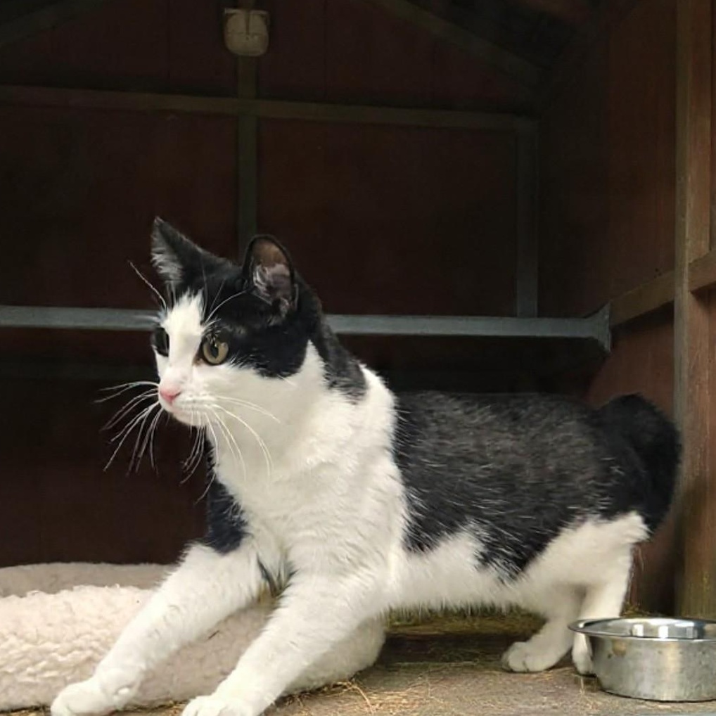 Enlarge Inkwell , a ADOPTABLE Domestic Short Hair in Xenia , OH image 4/6