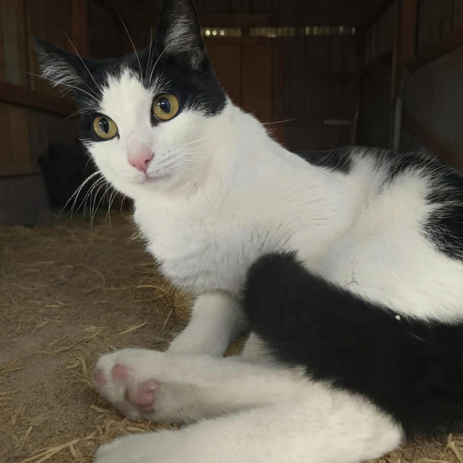 Enlarge Inkwell , a ADOPTABLE Domestic Short Hair in Xenia , OH image 1/6