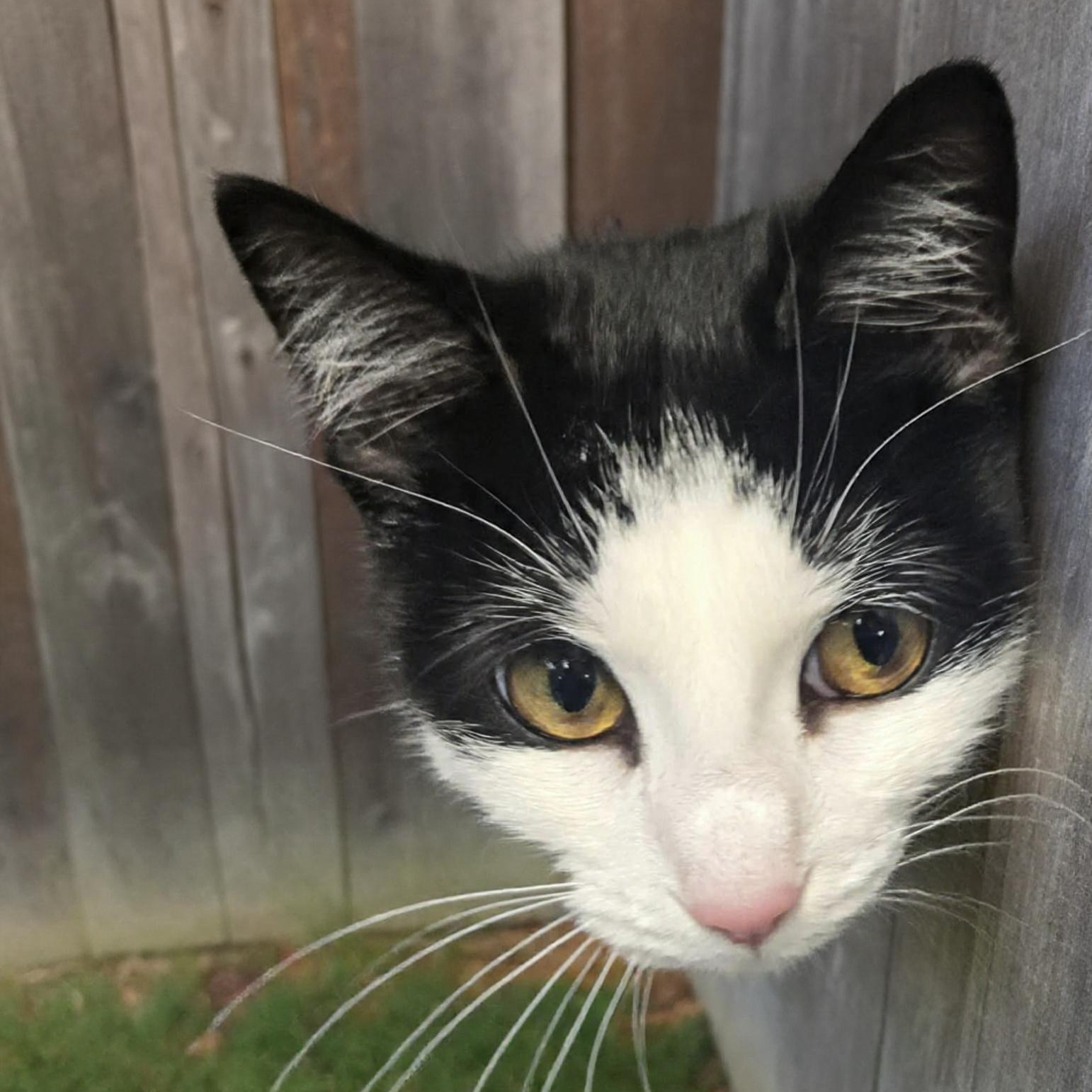 Enlarge Inkwell , a ADOPTABLE Domestic Short Hair in Xenia , OH image 5/6