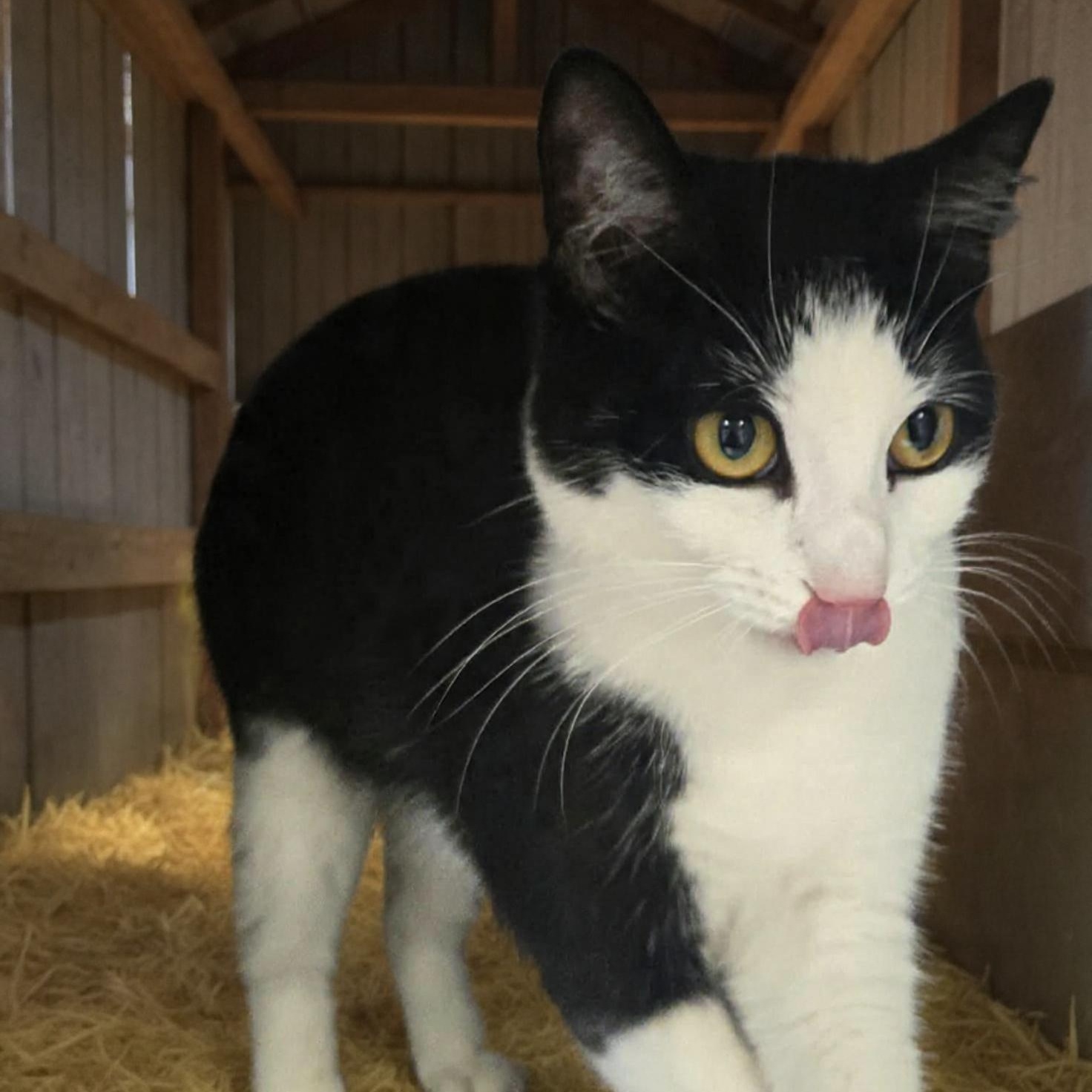 Enlarge Inkwell , a ADOPTABLE Domestic Short Hair in Xenia , OH image 2/6