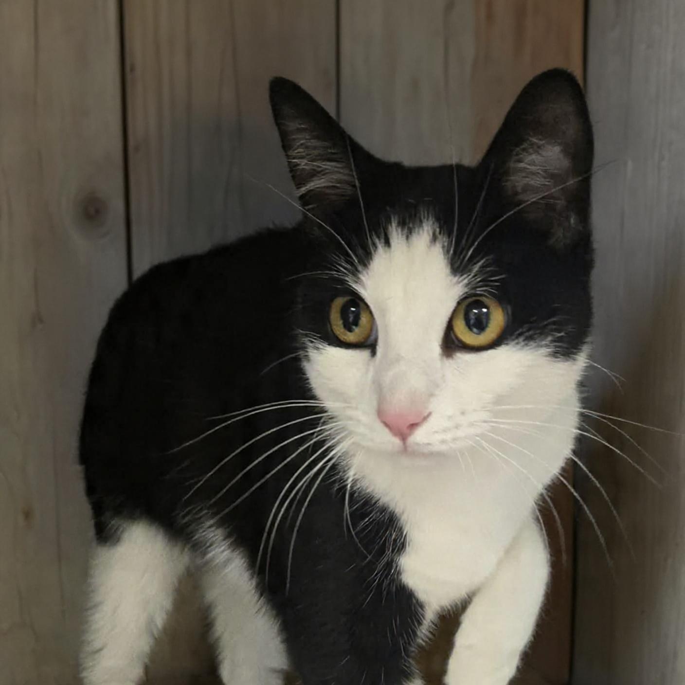 Enlarge Inkwell , a ADOPTABLE Domestic Short Hair in Xenia , OH image 6/6