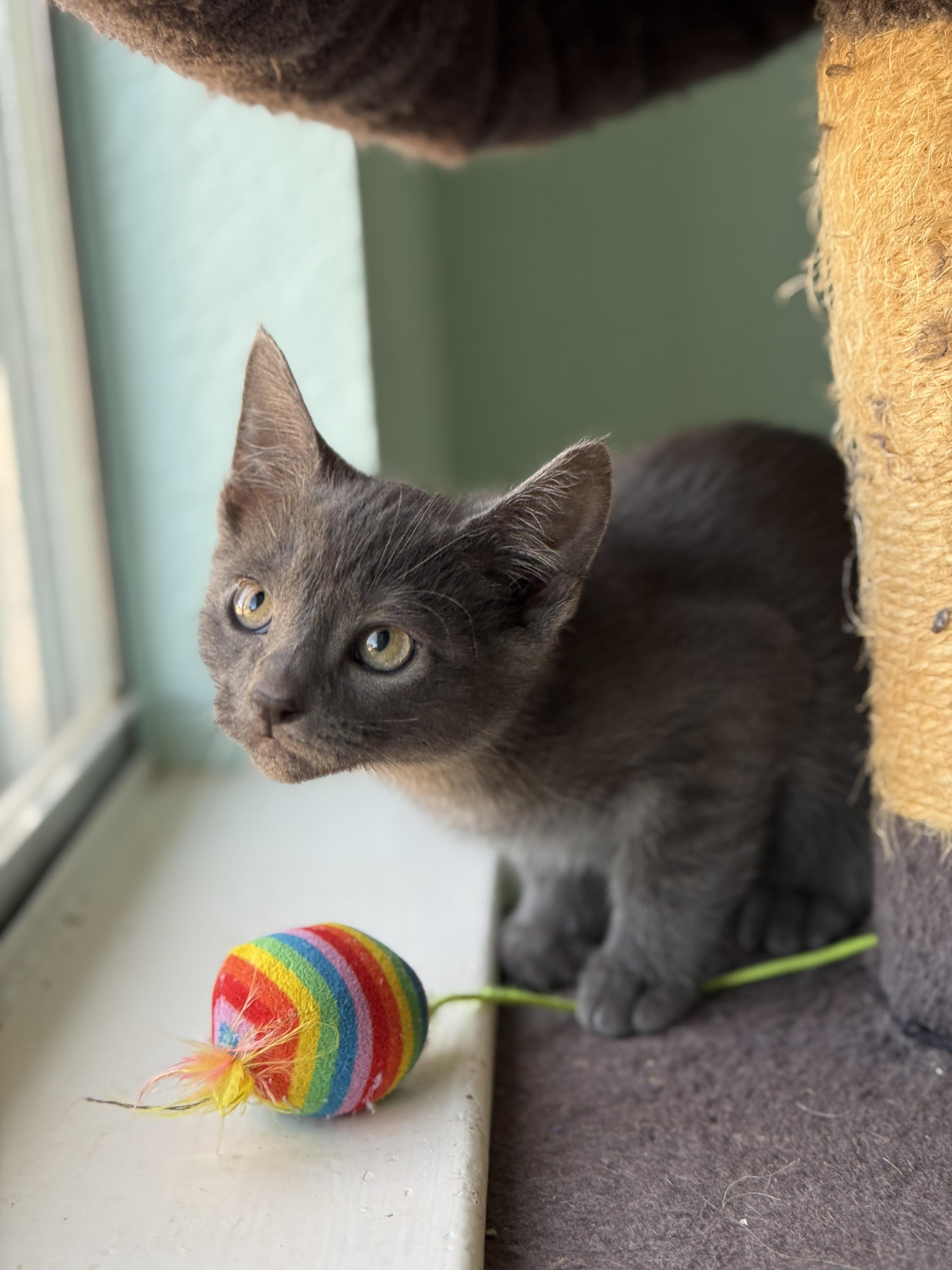 Binx, adopted, Kitten Male Domestic Short Hair.