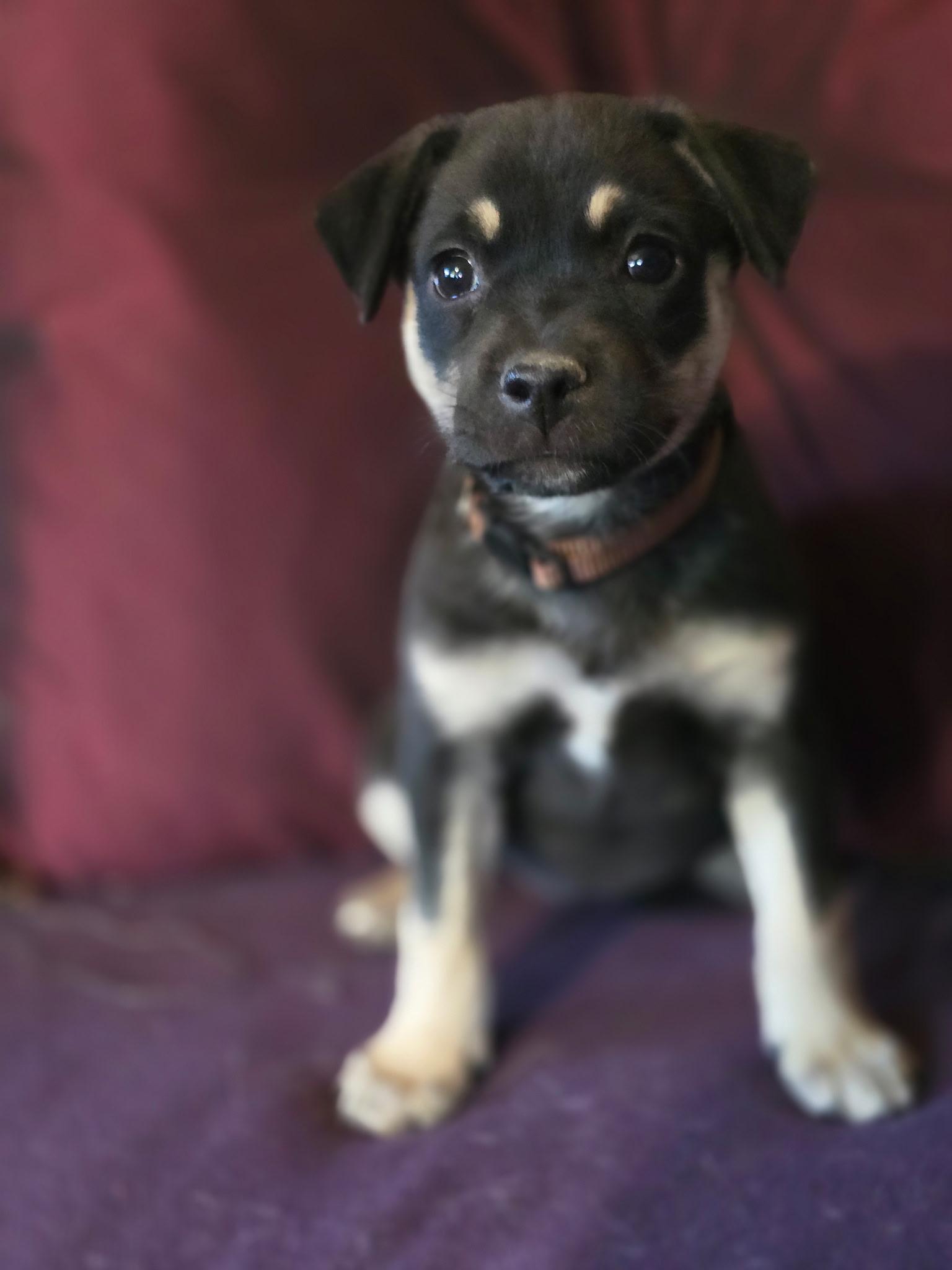 Susan, Adoptable, Puppy Female Shepherd.