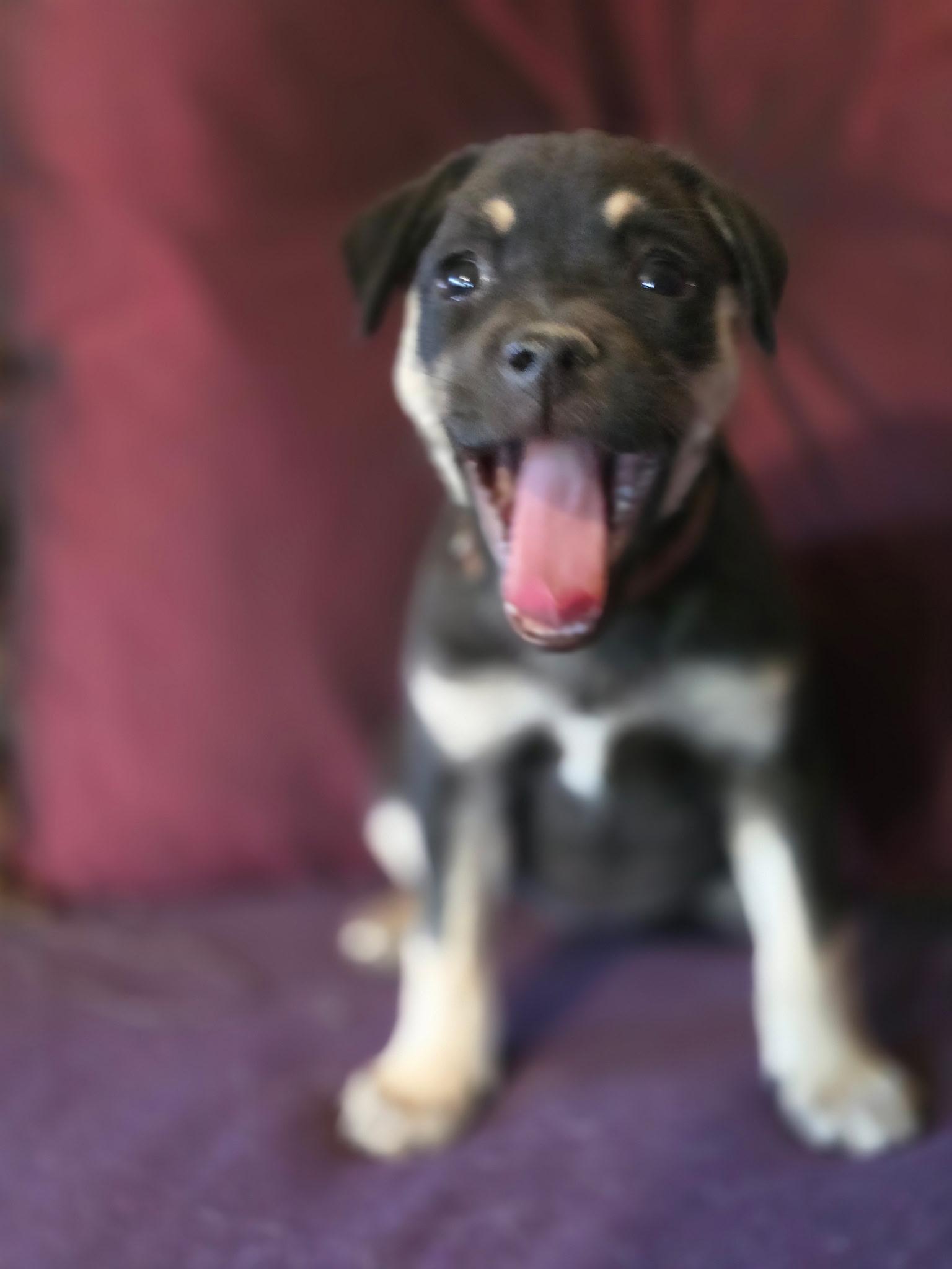 Susan, a Adoptable mixed breed in Rio Rancho, NM image 2/2