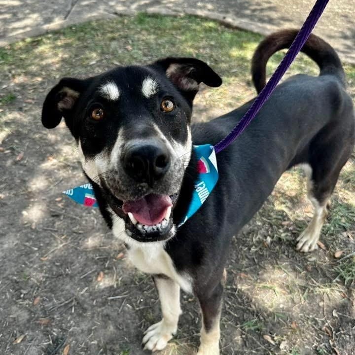 Bailey -Snuggles, Affectionate, Friendly, Great w/dogs & kids! Fostered in Boston, MA!