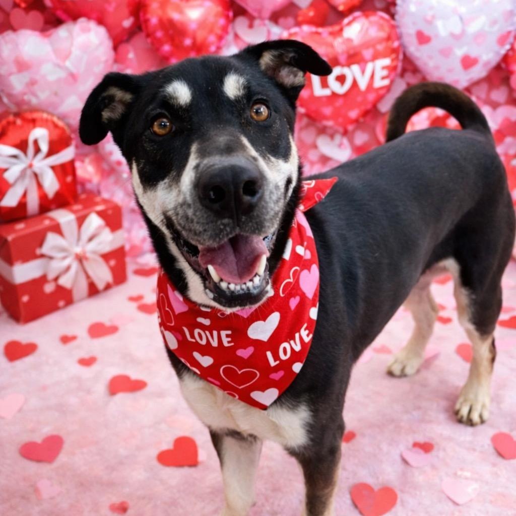 Bailey -Snuggles, Affectionate, Friendly, Great w/dogs & kids! Fostered in Boston, MA! — thumbnail 5