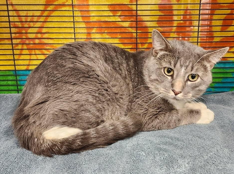 White Sox, Adopted, Young Male Domestic Short Hair.
