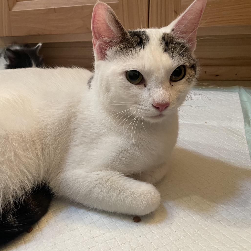 Dana, Adoptable, Adult Female American Shorthair.