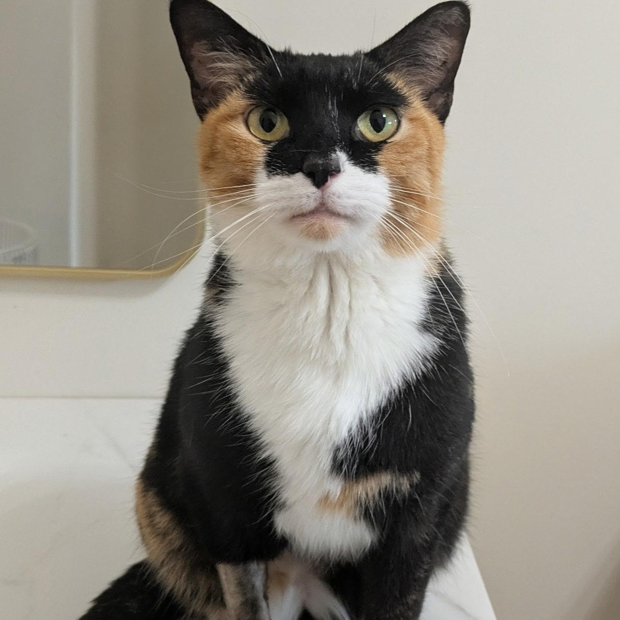 Mariposa, adopted, Young Female Domestic Short Hair.