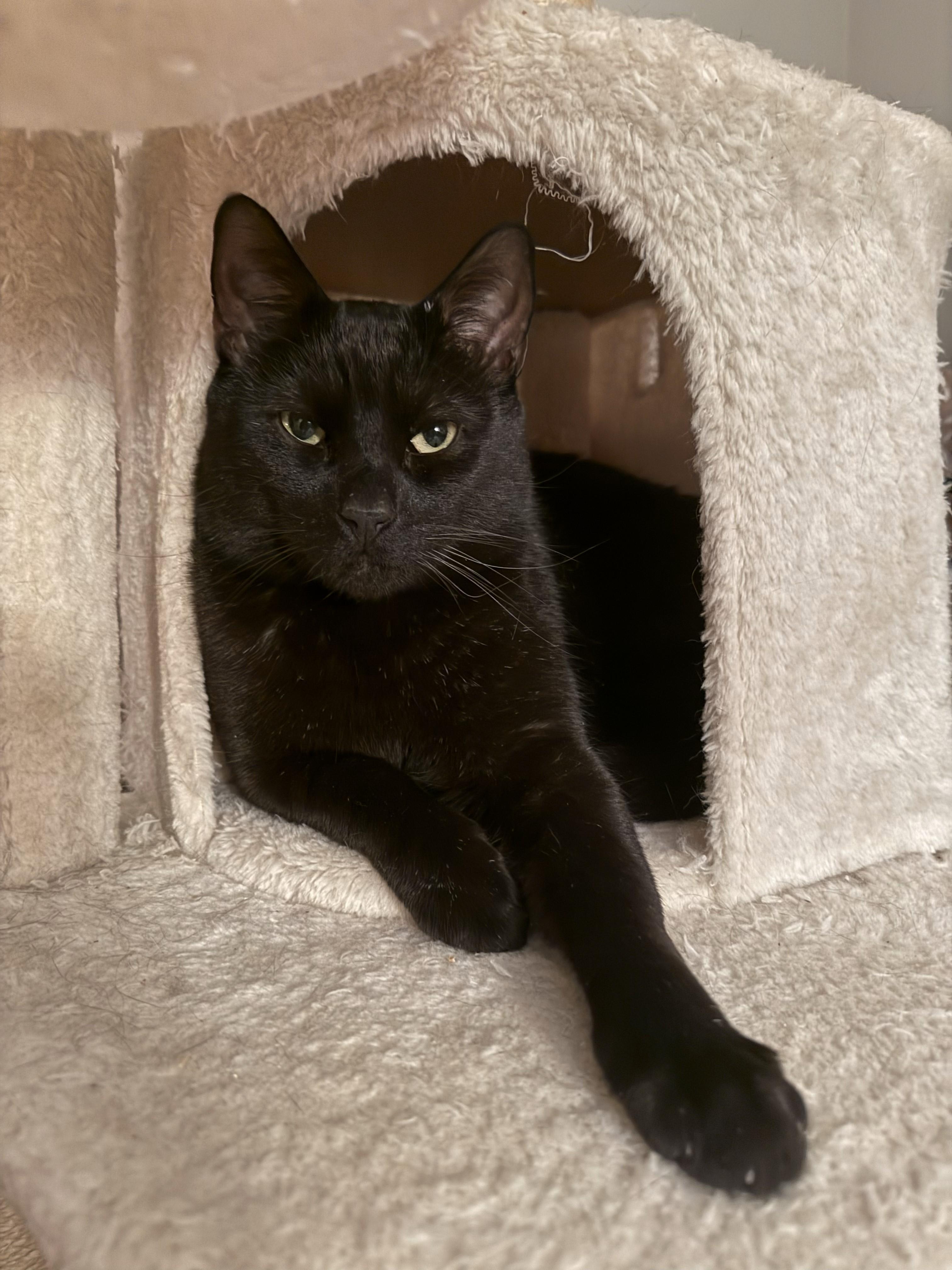 Enlarge Frankie, an adopted mixed breed in Bennington, VT image 1/4