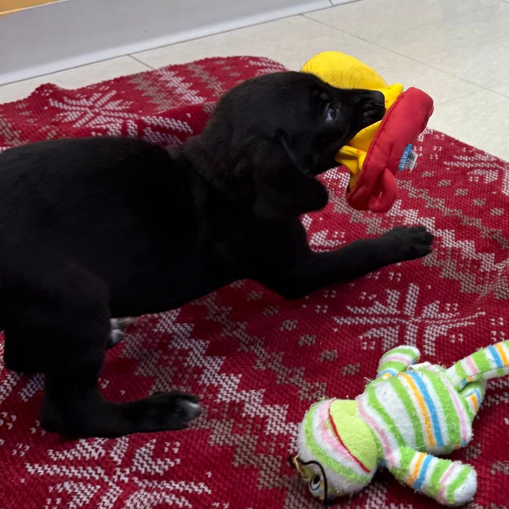 Ralph, Adoptable, Puppy Male Mixed Breed.