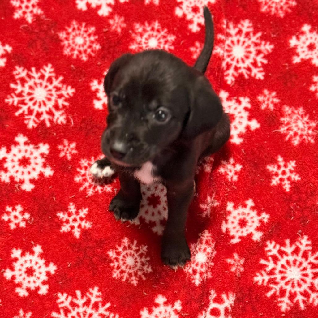 Ralph, Adoptable, Puppy Male Mixed Breed.