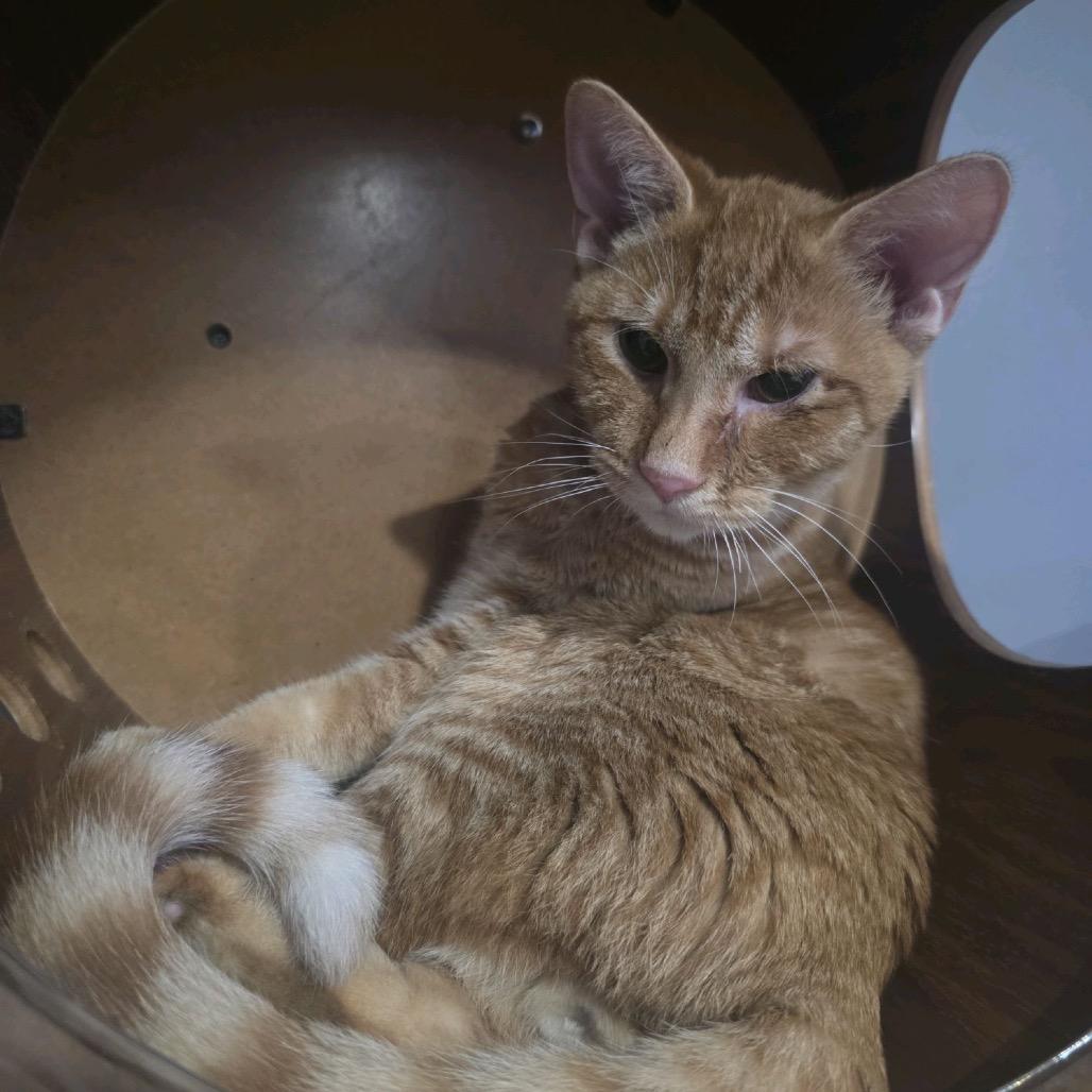 Cheeto, Adoptable, Young Male Domestic Short Hair.