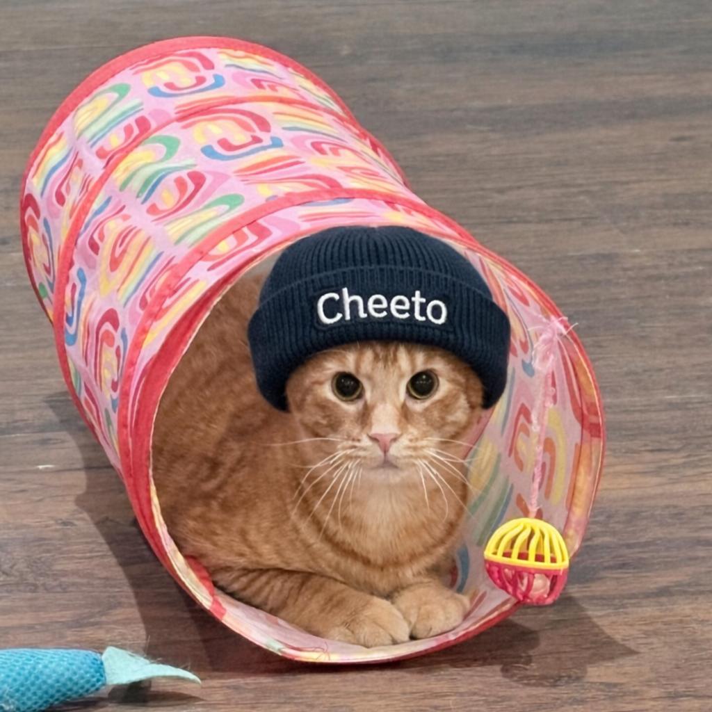 Cheeto, a Adoptable Domestic Short Hair in Nashville, TN image 2/3