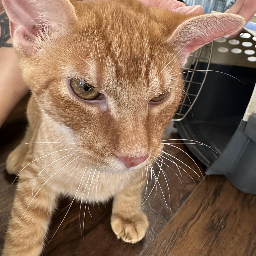 Cheeto, a Adoptable Domestic Short Hair in Nashville, TN image 3/3